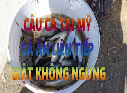 CÂU CÁ TẠI MỸ CÁ ĂN LIÊN TIẾP GIẬT KHÔNG NGỪNG KÉO CÁ MỎI TAY NONSTOP FISHING ACTION IN BAY AREA